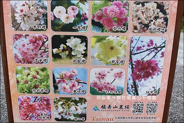 福壽山千櫻園20.jpg