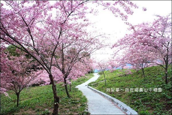 福壽山千櫻園12.jpg