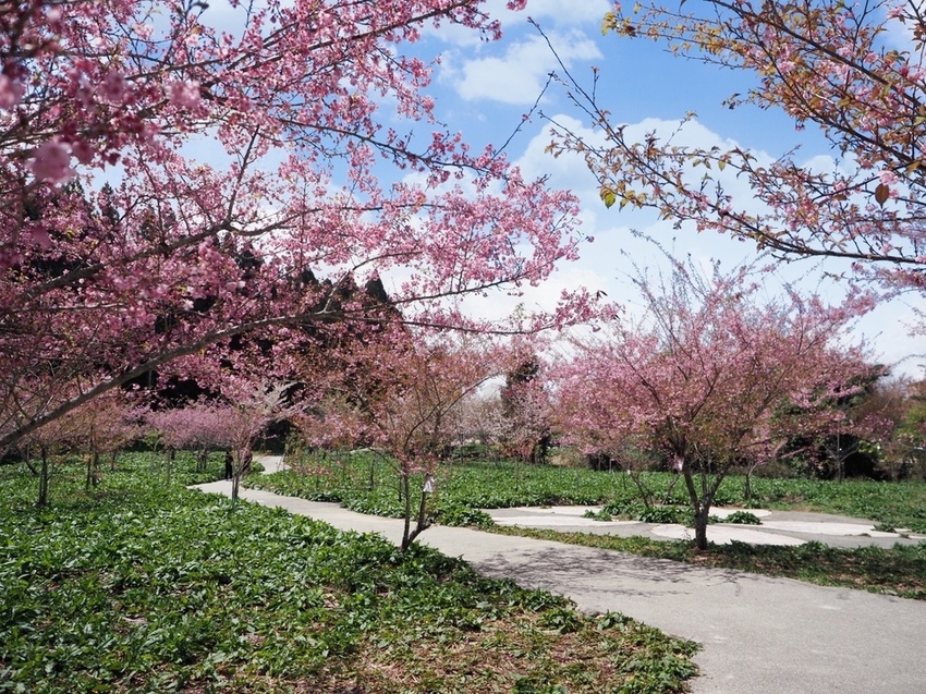 福壽山農場櫻花季千櫻園