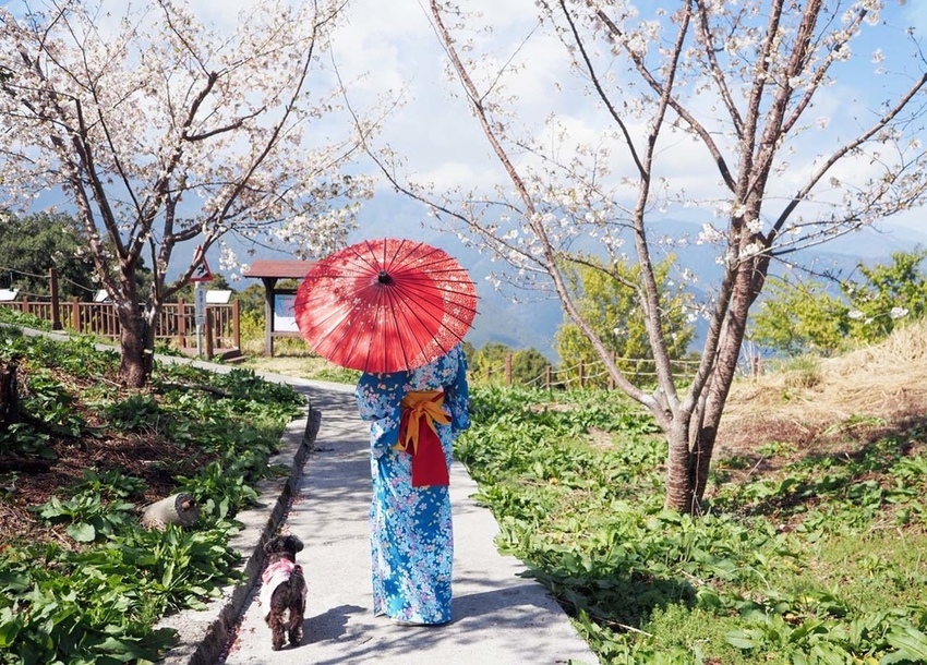 千櫻園福壽山櫻花季和服浴衣16.jpg