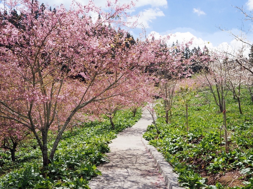 千櫻園福壽山農場櫻花季