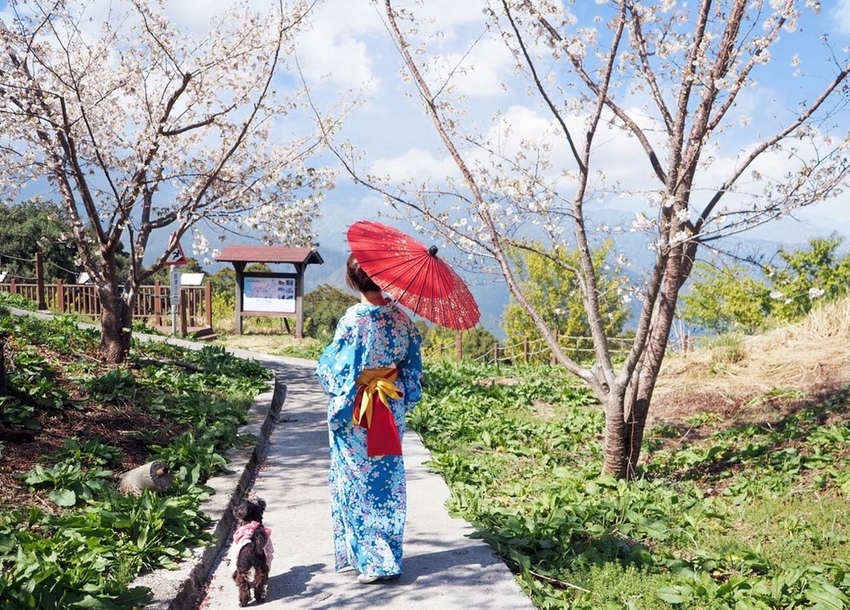 千櫻園福壽山櫻花季和服浴衣15.jpg
