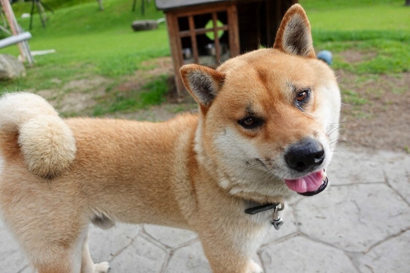 【旅遊】日月潭”心”旅行，新東方號頂級遊艇x玄町本二家超美日式民宿，深度漫遊日月潭