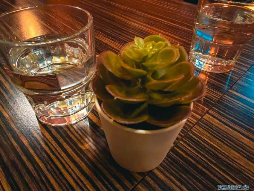 貓舌珈琲 桌上植物