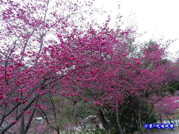 春陽部落-天主教示範公墓 (2).jpg