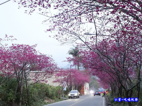 南投仁愛春陽部落83K櫻花大道 (21).jpg