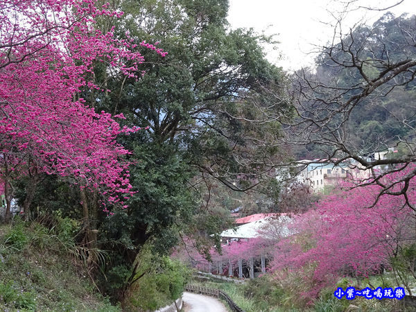 春陽部落-天主教示範公墓 (5).jpg