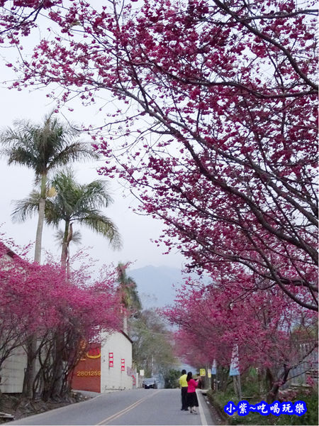 南投仁愛春陽部落83K櫻花大道 (22).jpg