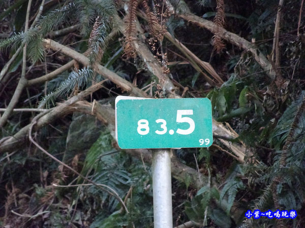 南投仁愛春陽部落83K櫻花大道 (18).jpg