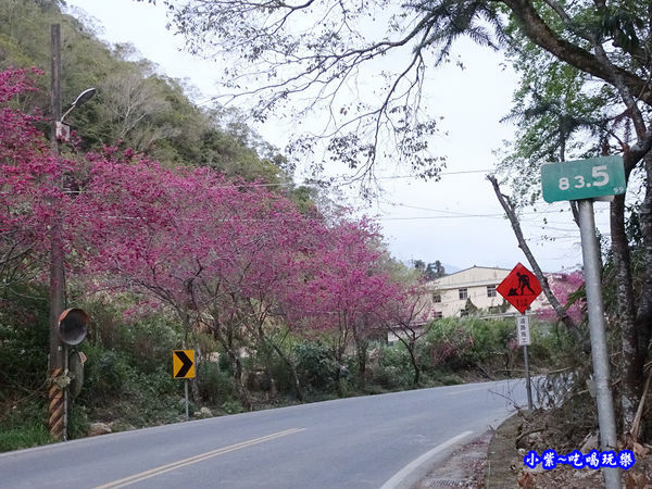 南投仁愛春陽部落83K櫻花大道 (20).jpg