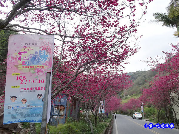 南投仁愛春陽部落83K櫻花大道 (13).jpg