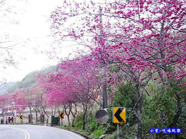 南投仁愛春陽部落83K櫻花大道 (15).jpg