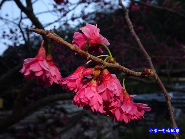 南投仁愛春陽部落83K櫻花大道 (3).jpg