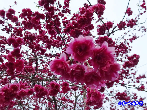 南投仁愛春陽部落83K櫻花大道 (19).jpg