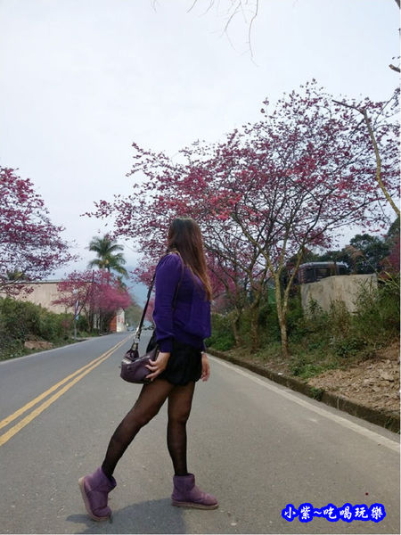 南投仁愛春陽部落83K櫻花大道 (7).jpg