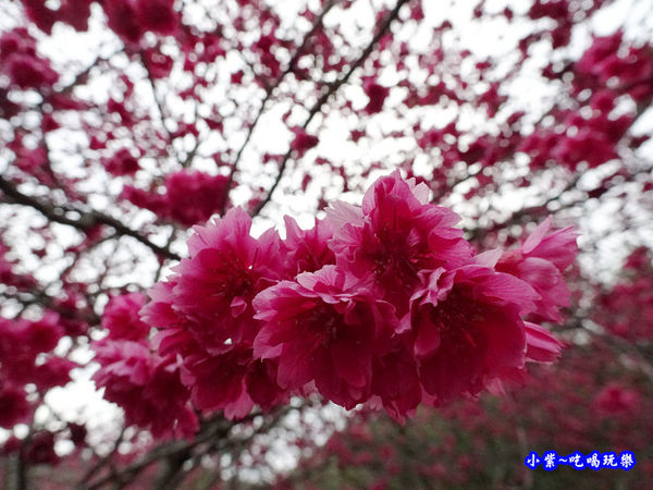 南投仁愛春陽部落83K櫻花大道 (10).jpg