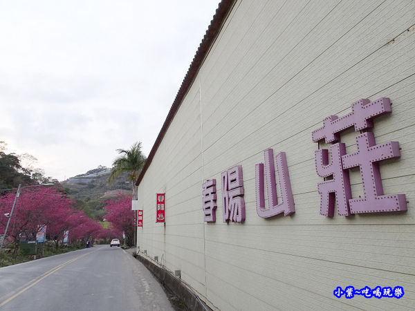 南投仁愛春陽部落83K櫻花大道 (12).jpg