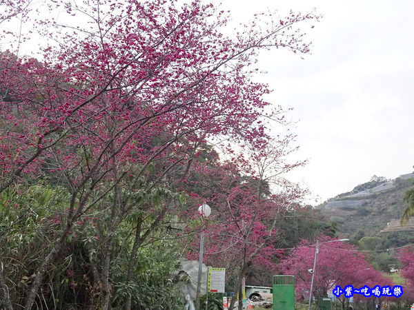 南投仁愛春陽部落83K櫻花大道 (11).jpg