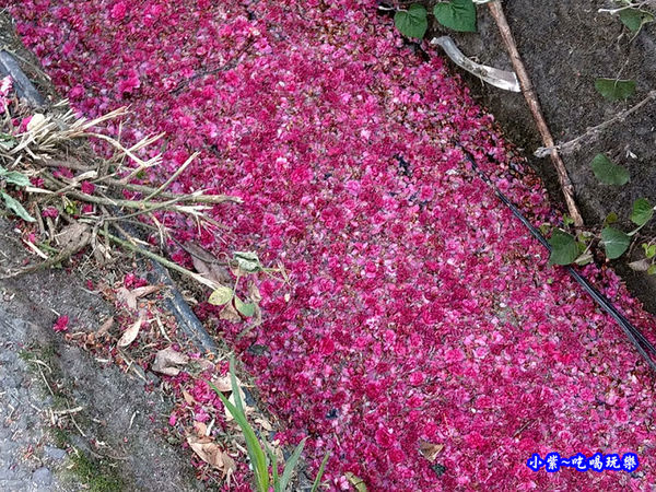 南投仁愛春陽部落83K櫻花大道 (2).jpg