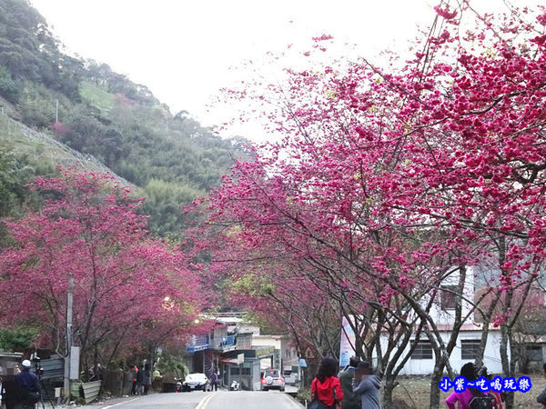 南投仁愛春陽部落83K櫻花大道 (16).jpg