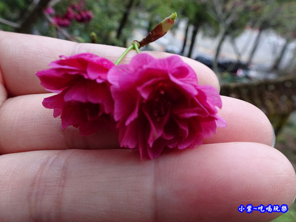 南投仁愛春陽部落83K櫻花大道 (9).jpg