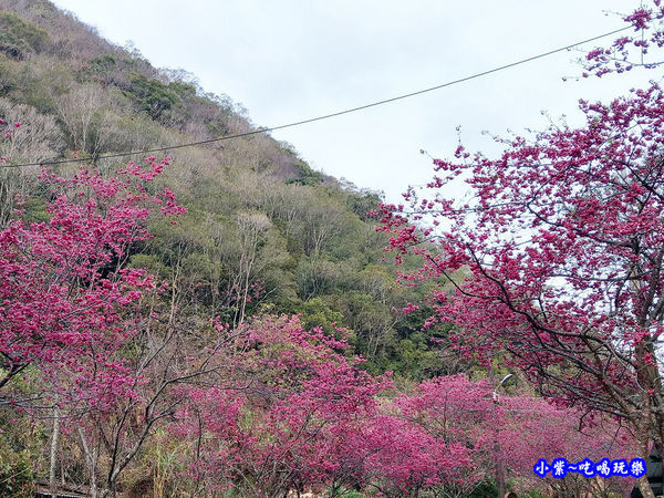 南投仁愛春陽部落83K櫻花大道 (4).jpg
