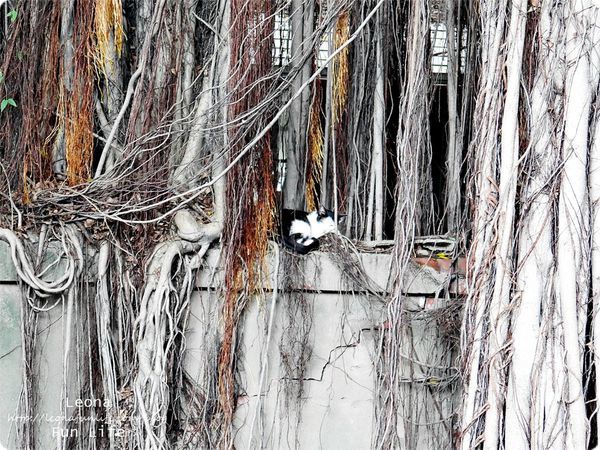 幸卉文學咖啡 日式老屋裡品手沖咖啡P1750036