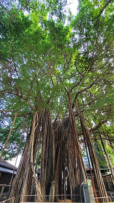 台中文學館老宅改建懷舊風格的甜點咖啡,連平日人潮都爆滿,不限用餐時間、免服務費!!