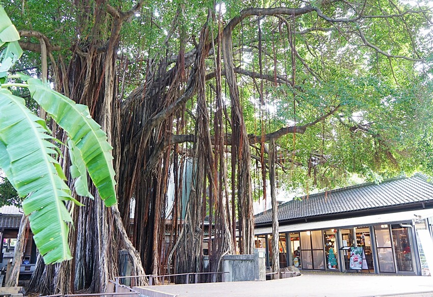 台中文學館老宅改建懷舊風格的甜點咖啡,連平日人潮都爆滿,不限用餐時間、免服務費!!