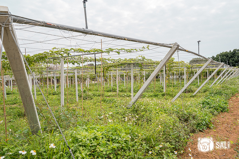 自然圈lofi land-32