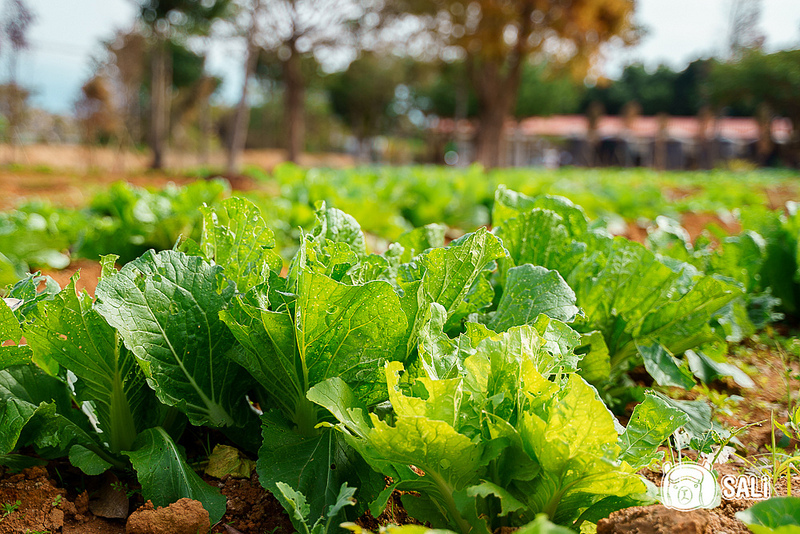 自然圈lofi land-40