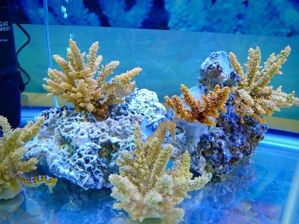 52590359_2668465409860135_7229238761639378944_n