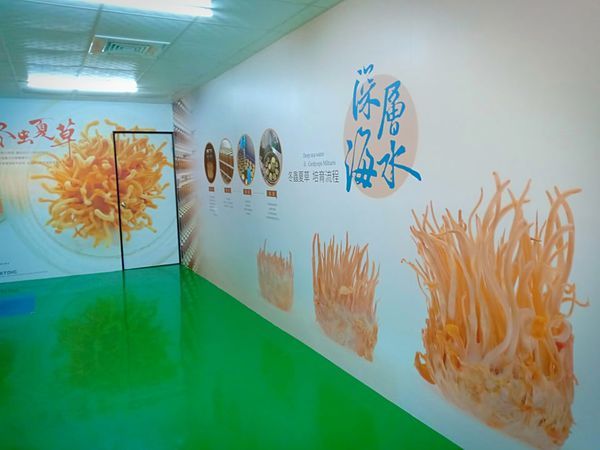 52528722_314104652629675_6407699633463623680_n