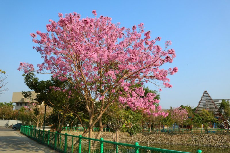 2019/02/23草屯植物園/紅花風鈴木花況!
