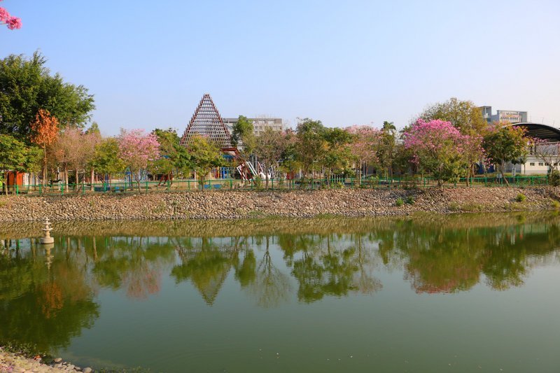 2019/02/23草屯植物園/紅花風鈴木花況!