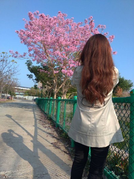 2019/02/23草屯植物園/紅花風鈴木花況!
