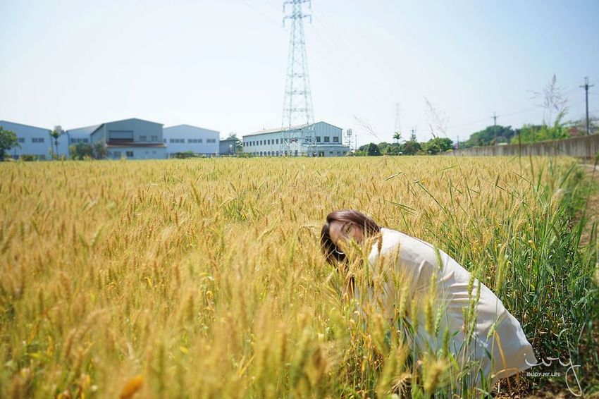 台中景點,2019大雅小麥文化節