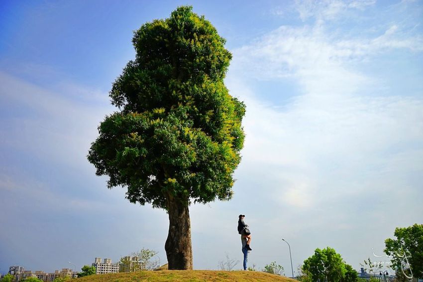 台中景點,北屯萬坪公園親子野餐地點推薦,落羽松大道和米奇樹