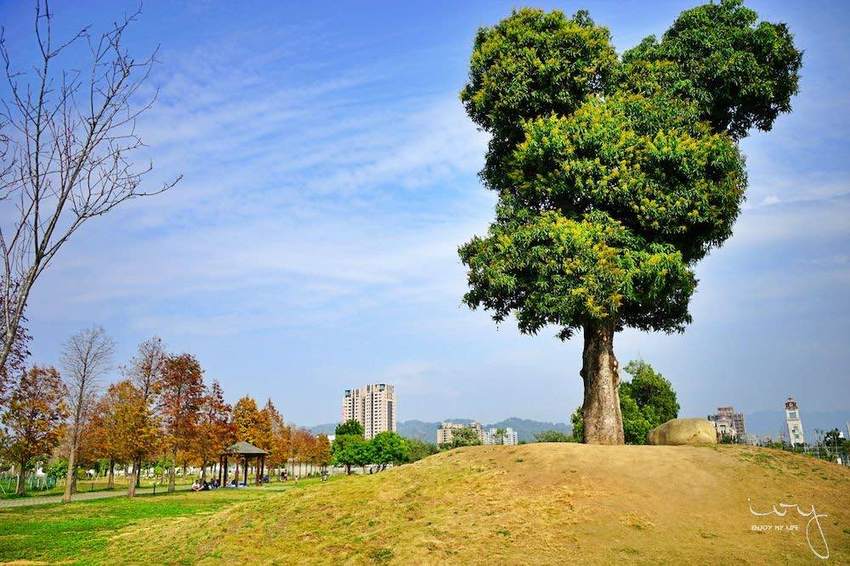台中景點,北屯萬坪公園親子野餐地點推薦,落羽松大道和米奇樹
