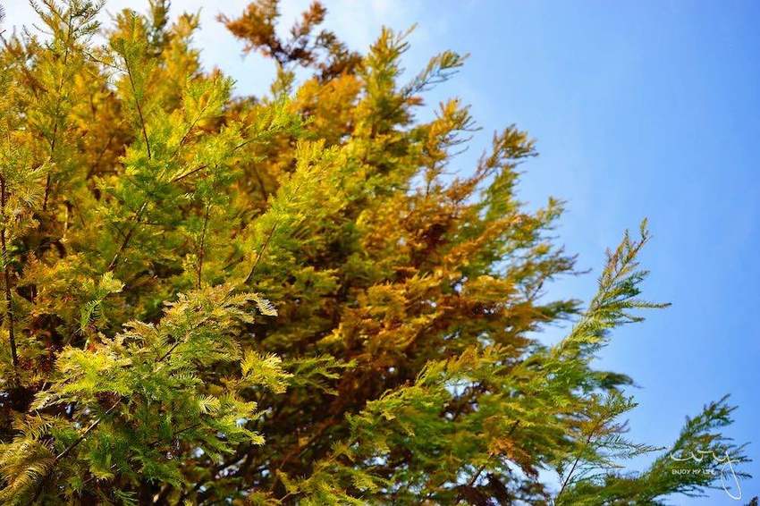 台中景點,北屯萬坪公園親子野餐地點推薦,落羽松大道和米奇樹