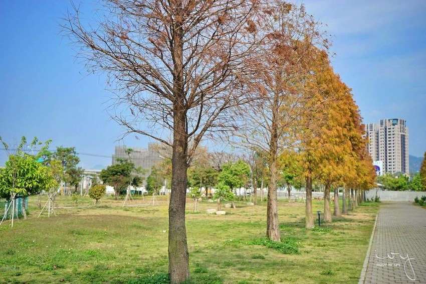 台中景點,北屯萬坪公園親子野餐地點推薦,落羽松大道和米奇樹