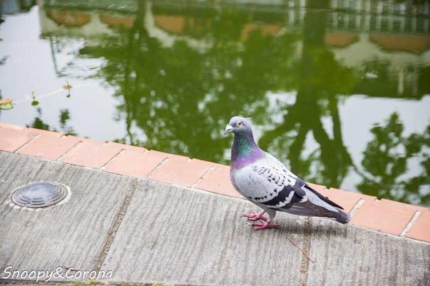【玩樂．台北】新莊熱門打卡景點／新莊中港大排彩繪親水綠廊～超網美的彩色積木步道，散步就能拍好拍滿