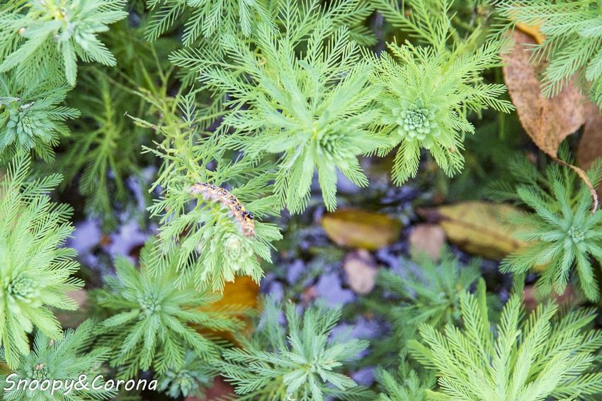 【玩樂．台北】新莊熱門打卡景點／新莊中港大排彩繪親水綠廊～超網美的彩色積木步道，散步就能拍好拍滿