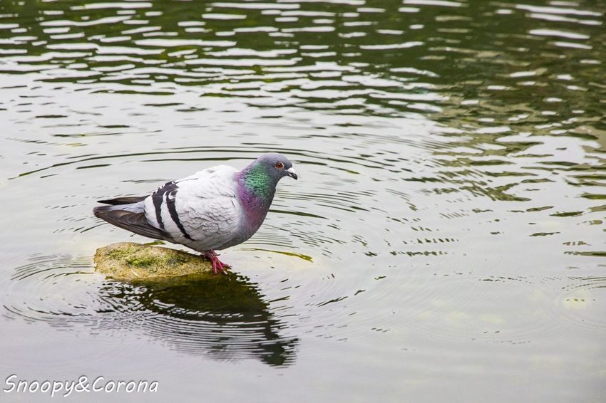 【玩樂．台北】新莊熱門打卡景點／新莊中港大排彩繪親水綠廊～超網美的彩色積木步道，散步就能拍好拍滿