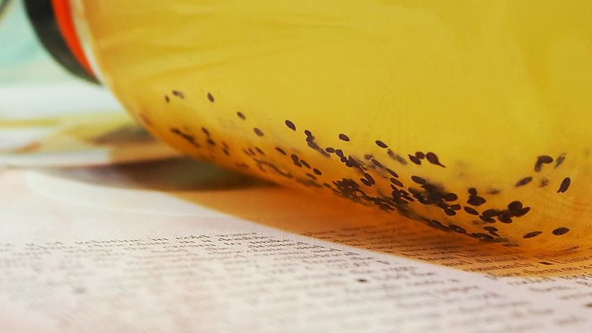 三峽老街,兒童沙畫,三峽冰燕綿綿冰,冰燕手工果醬,我不是他媽媽,果醬訂做,果醬訂購,現做果醬,三峽民權街,三峽美食,三峽排隊美食,三峽金牛角