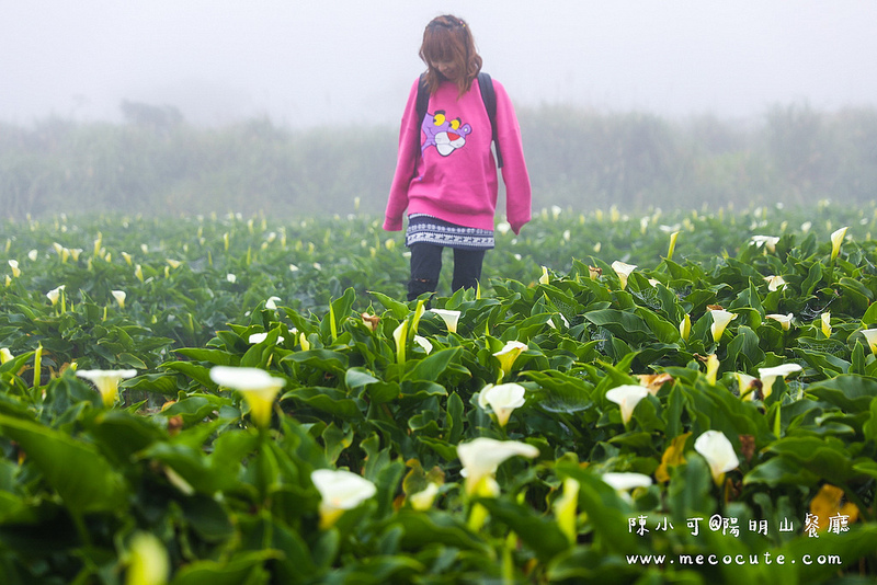 台北美食,名廚料理會館 竹子湖,陽明山土雞,陽明山美食,陽明山餐廳 @陳小可的吃喝玩樂