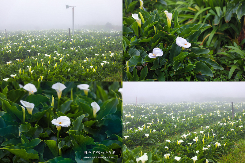 台北美食,名廚料理會館 竹子湖,陽明山土雞,陽明山美食,陽明山餐廳 @陳小可的吃喝玩樂