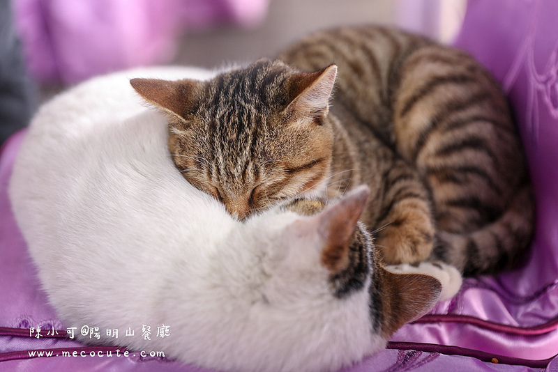 台北美食,名廚料理會館 竹子湖,陽明山土雞,陽明山美食,陽明山餐廳 @陳小可的吃喝玩樂