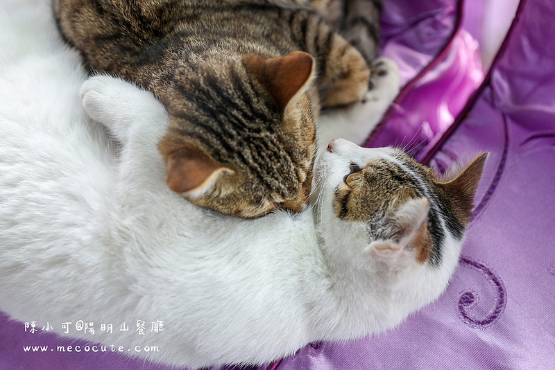 台北美食,名廚料理會館 竹子湖,陽明山土雞,陽明山美食,陽明山餐廳 @陳小可的吃喝玩樂