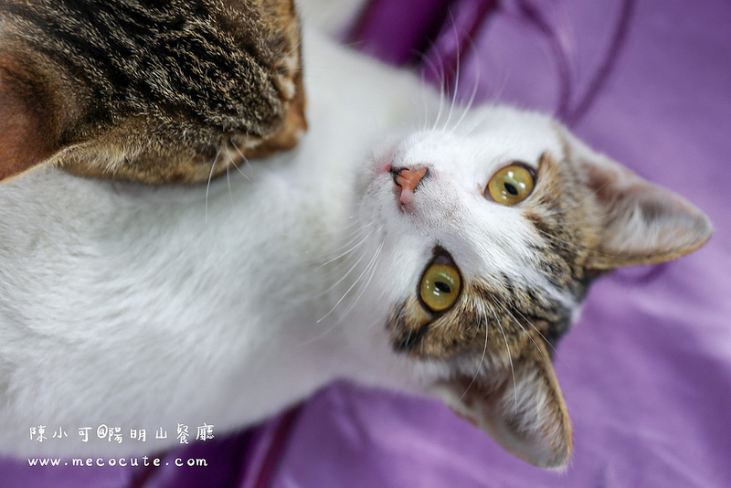 台北美食,名廚料理會館 竹子湖,陽明山土雞,陽明山美食,陽明山餐廳 @陳小可的吃喝玩樂